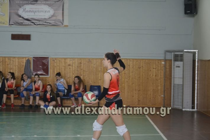 volley _1ogel-kassandra019